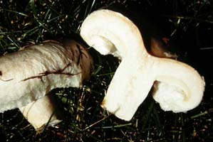 a cross cut view shows the sunken disk, incurved margin and very wooly cap margin. Lactarius torminosus.